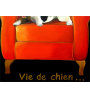 Vie de chien