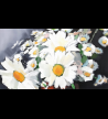 Marguerites