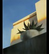 Aloes