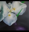 Iris blanc