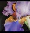 Iris N°2